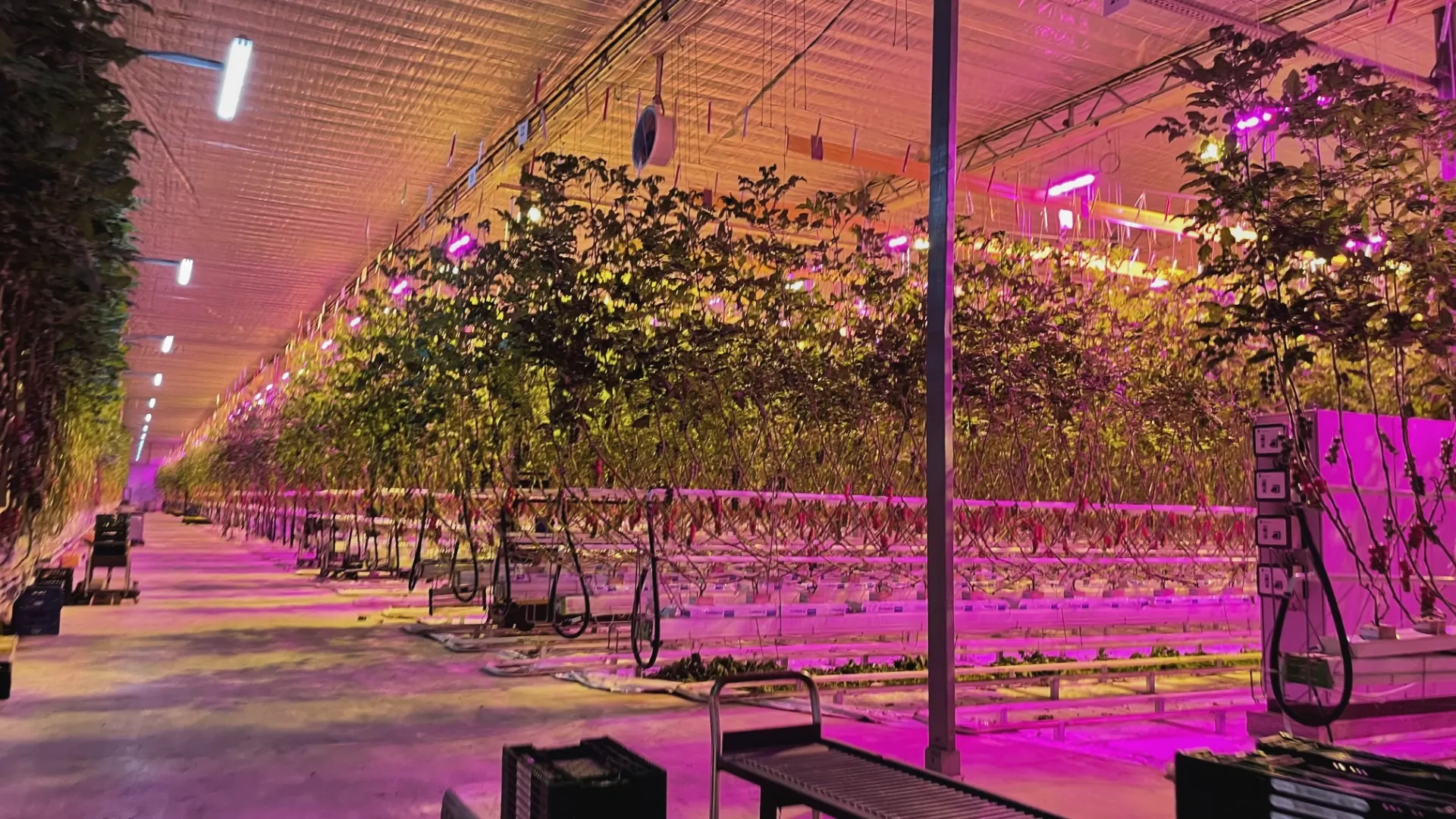 montaz-asimilacniho-osvetleni-v-plose-24-ha/1