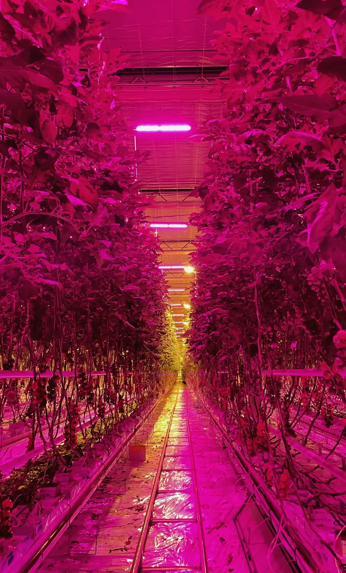 montaz-asimilacniho-osvetleni-v-plose-24-ha/2